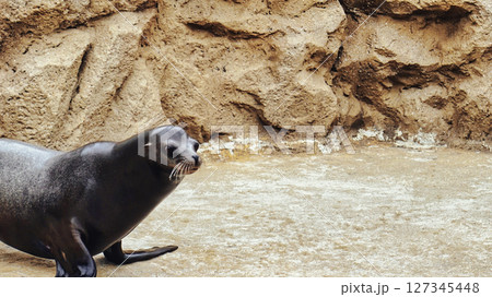 ステージから出てきたアシカ 127345448