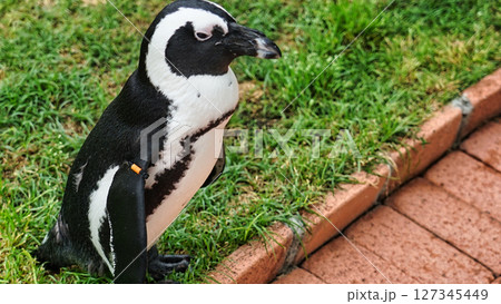 直立しているペンギン 直立しているペンギン 127345449