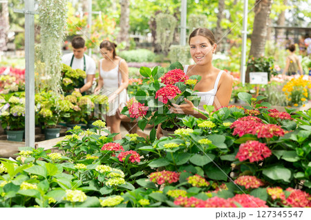 Young female flower lover choosing red hortensia at garden center Young female flower lover choosing red hortensia at garden center 127345547