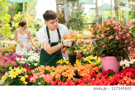 Young garden shop worker caring blooming begonia x hiemalis bushes Young garden shop worker caring blooming begonia x hiemalis bushes 127345685