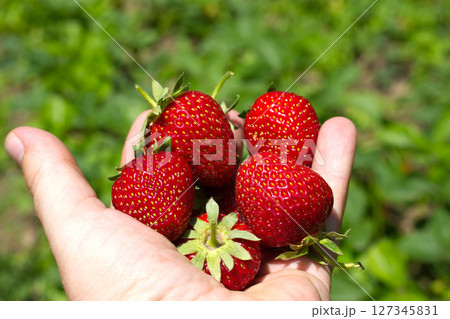 Farmer holding fresh strawberries in field during harvest season Farmer holding fresh strawberries in field during harvest season 127345831