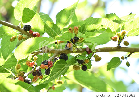 桑の実 127345963