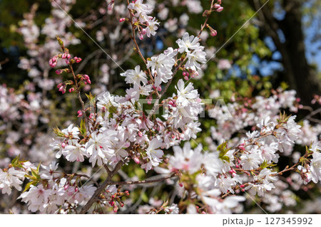 桜の木の背景 桜の木の背景 127345992
