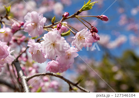 桜の木の背景 桜の木の背景 127346104