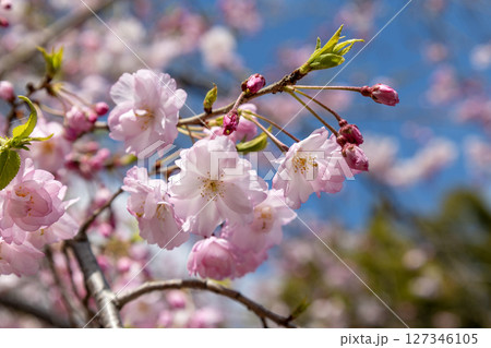 桜の木の背景 127346105