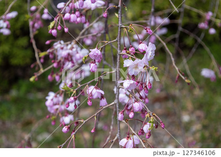 桜の木の背景 桜の木の背景 127346106