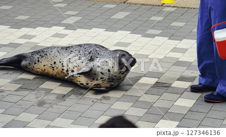 みんなに拍手を披露するアザラシ 127346136