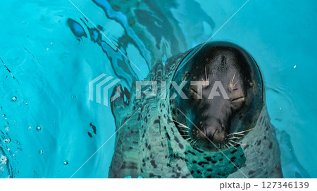 ぷかぷかうくアザラシ 127346139