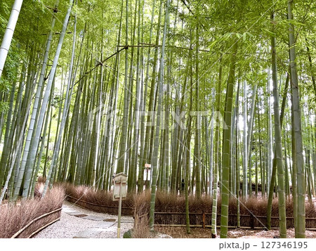 竹林の小径 127346195