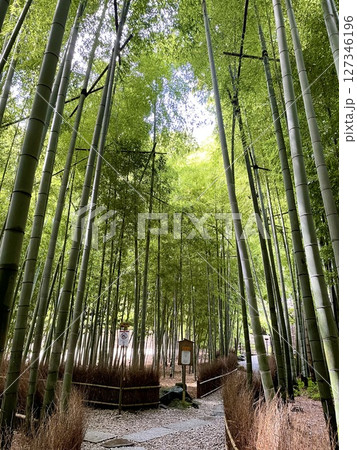 竹林の小径 127346196