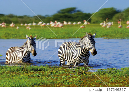 Zebra in the background flamingo. National Park of Kenya, Africa 127346237