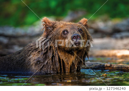 Wild brown bear in the forest river. Animal in natural habitat. Wildlife scene 127346240