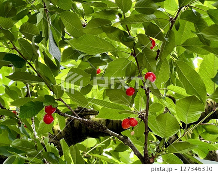 さくらんぼ 127346310