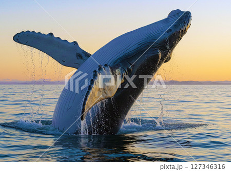 シロナガスクジラ 127346316