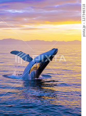 シロナガスクジラ 127346318