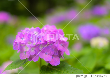 アジサイ　 127346739