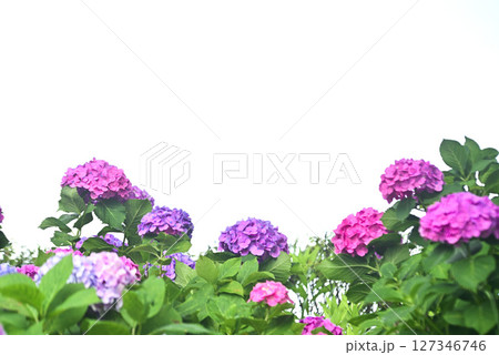 アジサイ　 127346746