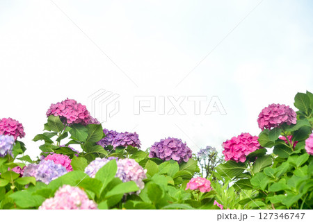 アジサイ アジサイ 127346747