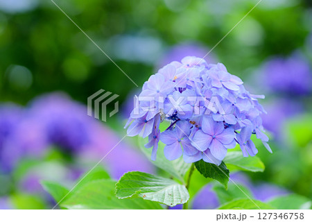 アジサイ　 127346758