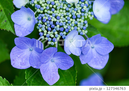 アジサイ　 127346763