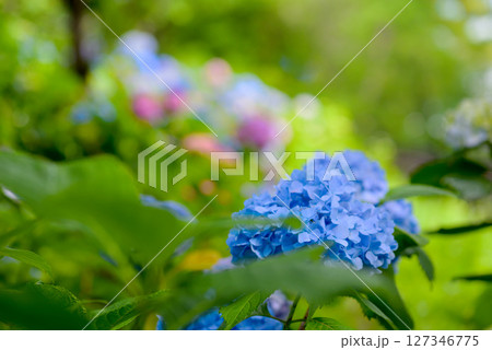 アジサイ アジサイ 127346775