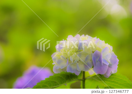 アジサイ　 127346777