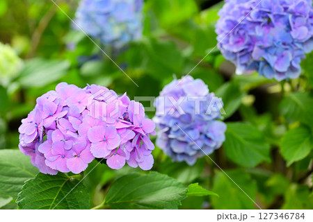 アジサイ アジサイ 127346784