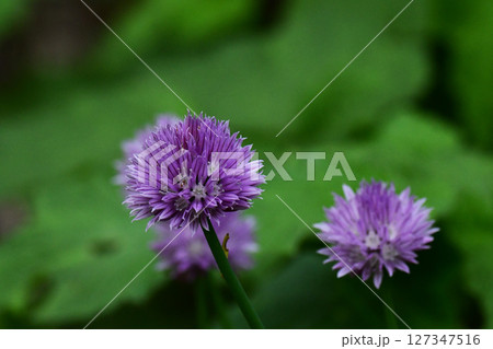 チャイブの花 チャイブの花 127347516