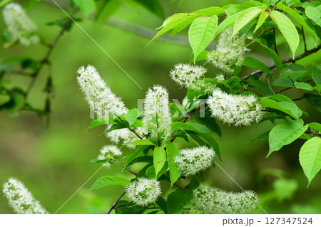 ウワズミザクラのふわふわした花 127347524