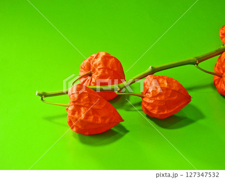 お盆に仏花として供える赤いホオズキの実 127347532