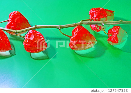 お盆に供える赤いホオズキの実 127347538