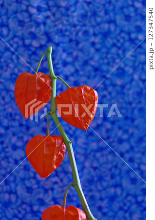 お盆飾られる提灯のような赤いホオズキ青色バックで お盆飾られる提灯のような赤いホオズキ青色バックで 127347540
