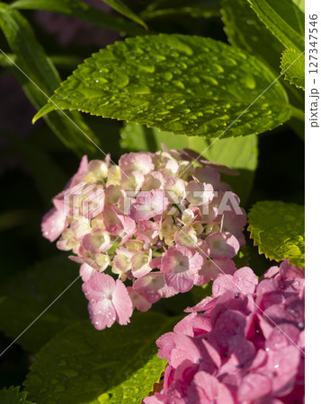 朝日に照らされた紫陽花 朝日に照らされた紫陽花 127347546
