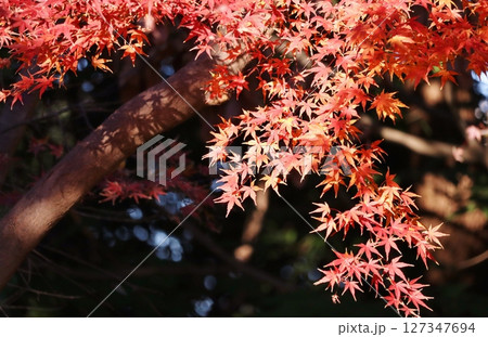 真っ赤に色づいたモミジ 127347694