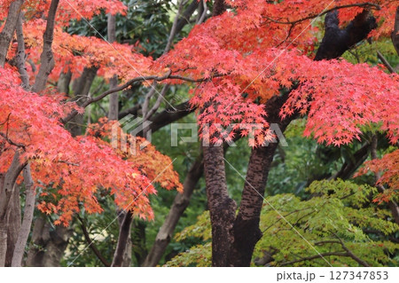 真っ赤に色づいたモミジ 127347853
