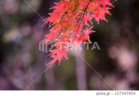 真っ赤に色づいたモミジ 127347854