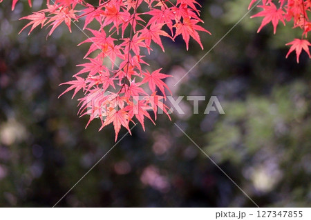 真っ赤に色づいたモミジ 真っ赤に色づいたモミジ 127347855