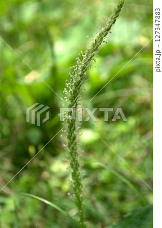 オオバコの花 オオバコの花 127347883