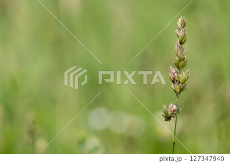 カモガヤ アレルギー カモガヤ アレルギー 127347940