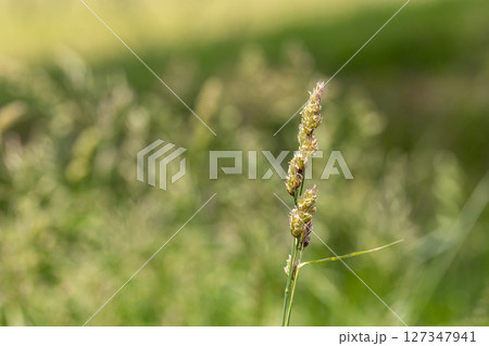 カモガヤ　アレルギー 127347941