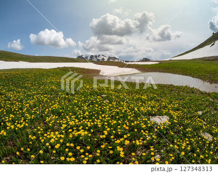 flowers on the mountain meadow flowers on the mountain meadow 127348313