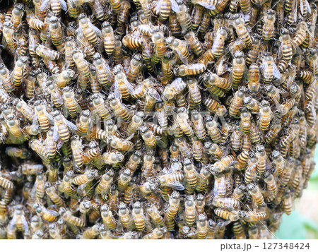 Swarm of bees clings to a concrete wall, Yellow and black pattern of Eastern or Asiatic or Asian honey bee Swarm of bees clings to a concrete wall, Yellow and black pattern of Eastern or Asiatic or Asian honey bee 127348424