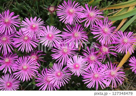 春の庭に咲くピンク色のマツバギクの花 127348479