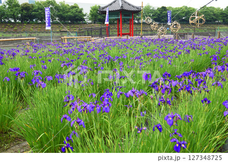 阿久比町　幻の花　花かつみ 127348725