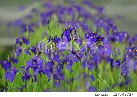 阿久比町 幻の花 花かつみ 阿久比町 幻の花 花かつみ 127348727