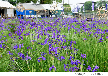 阿久比町 幻の花 花かつみ 阿久比町 幻の花 花かつみ 127348728