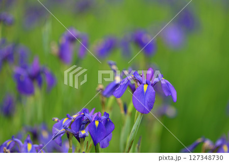 阿久比町　幻の花　花かつみ 127348730
