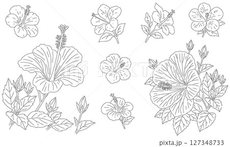 ハイビスカスの線画セット｜ぬりえ・装飾用にも使える花のモノクロイラスト 127348733