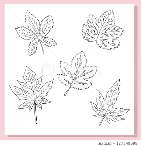 A hand-drawn collection of five different leaves in black and white outline style. Each leaf is unique in shape and detail, showcasing various botanical species such as maple, chestnut, and grape. A hand-drawn collection of five different leaves in black and white outline style. Each leaf is unique in shape and detail, showcasing various botanical species such as maple, chestnut, and grape. 127349099