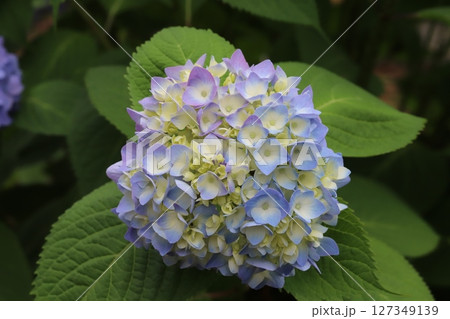春の庭に咲く水色と黄色の複色のアジサイの花 127349139